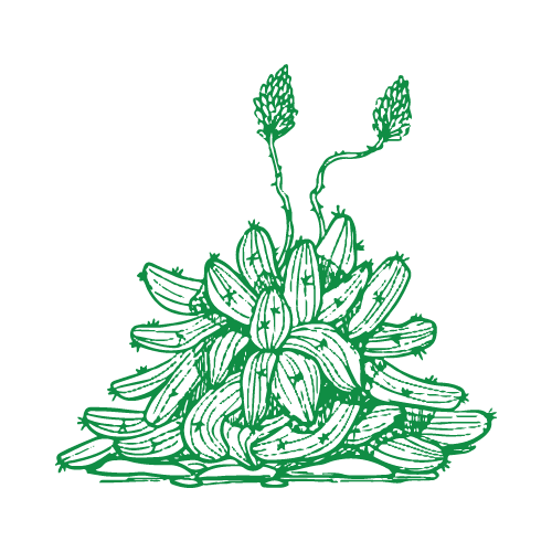Cactus 22 — Cactus shape SVG cut file