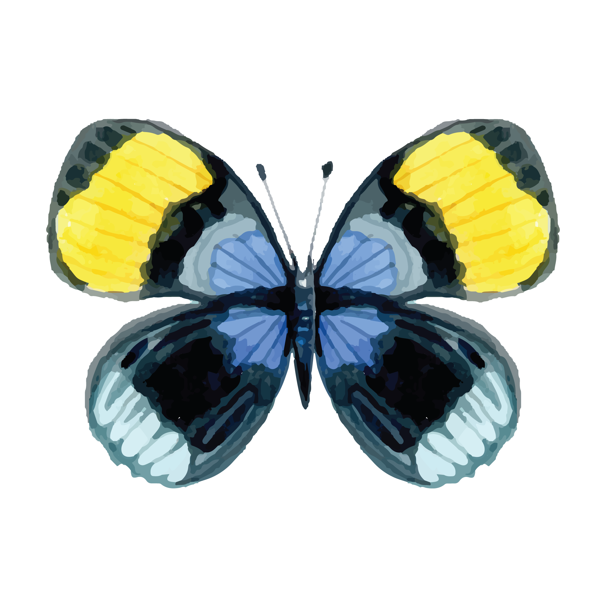 Butterfly 21 — Butterfly watercolour SVG cut file