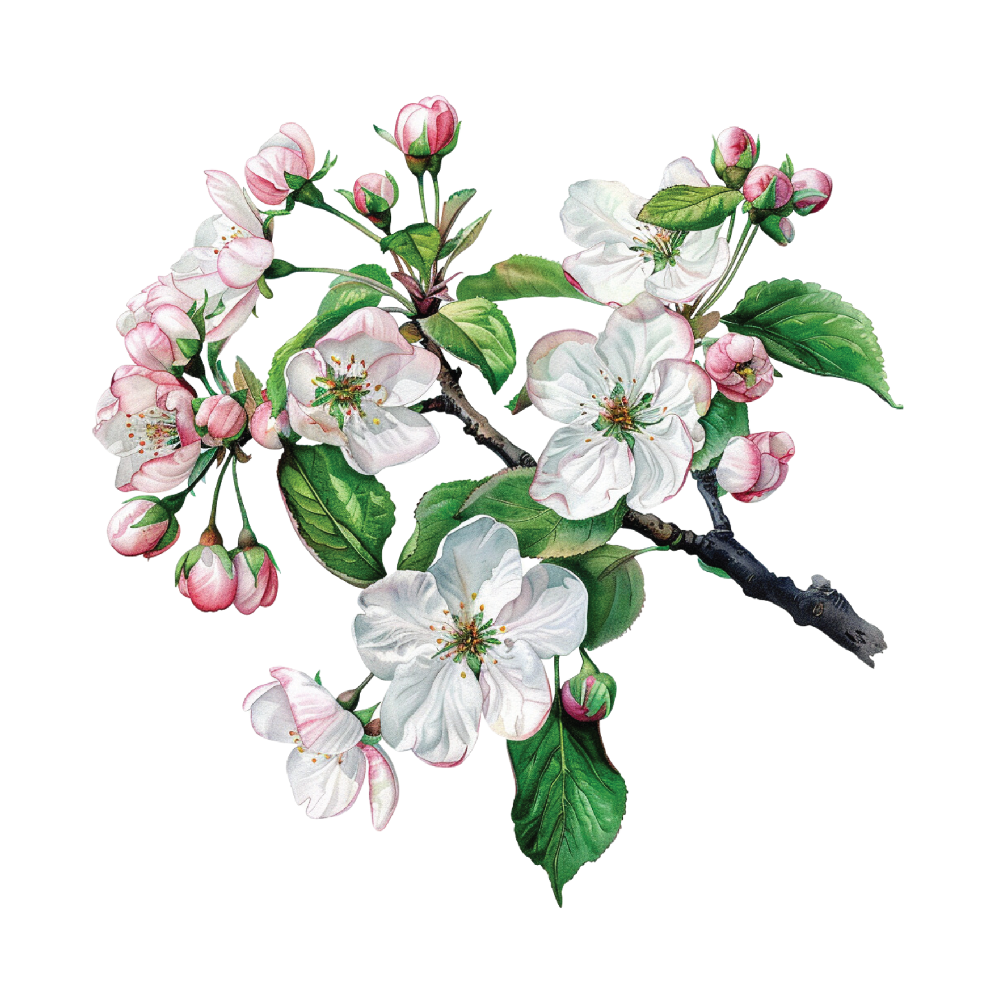 Flowers 19 — Flowers watercolour SVG cut file