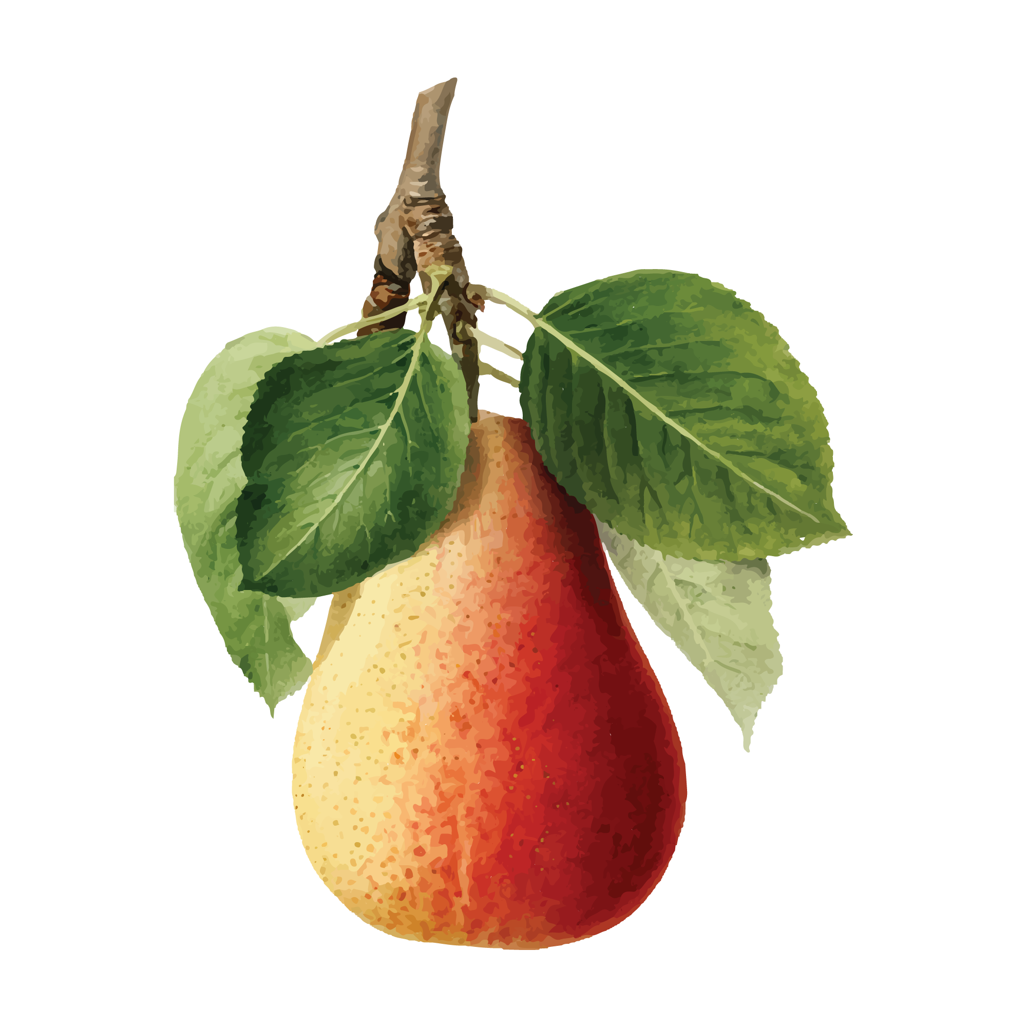 Fruit 20 — Fruit watercolour SVG cut file
