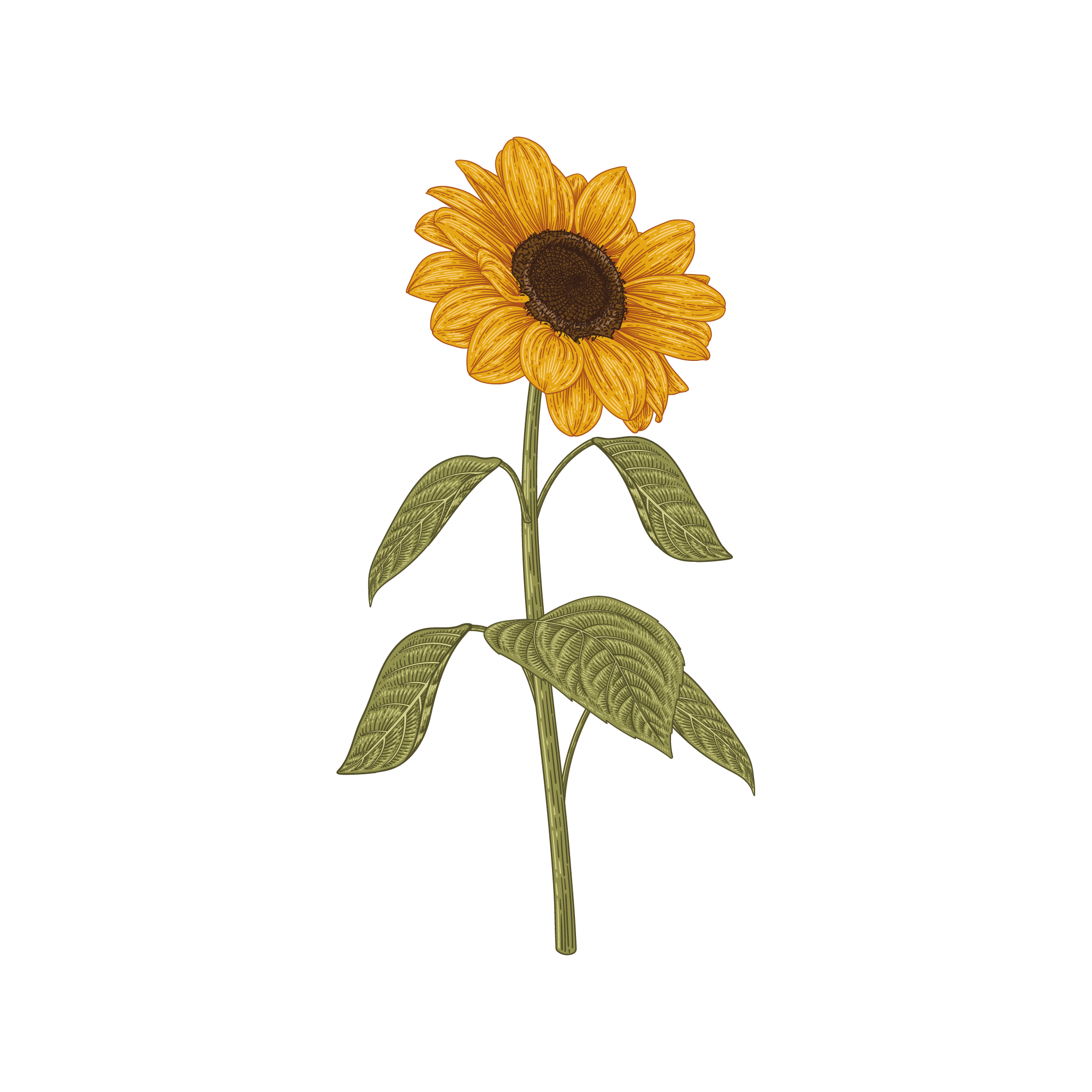 Sunflower 19 — Sunflower watercolour SVG cut file