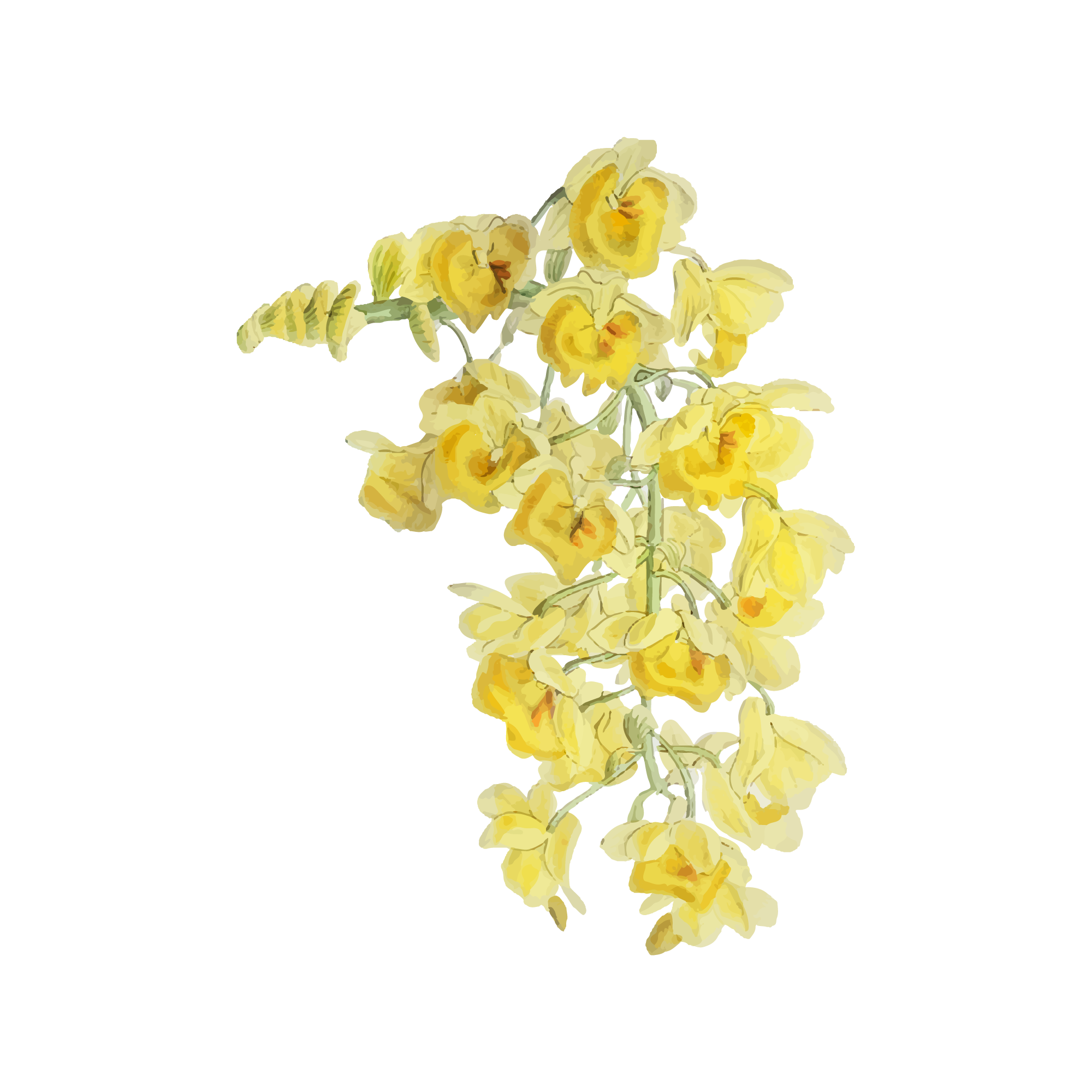 Sunflower 21 — Sunflower watercolour SVG cut file