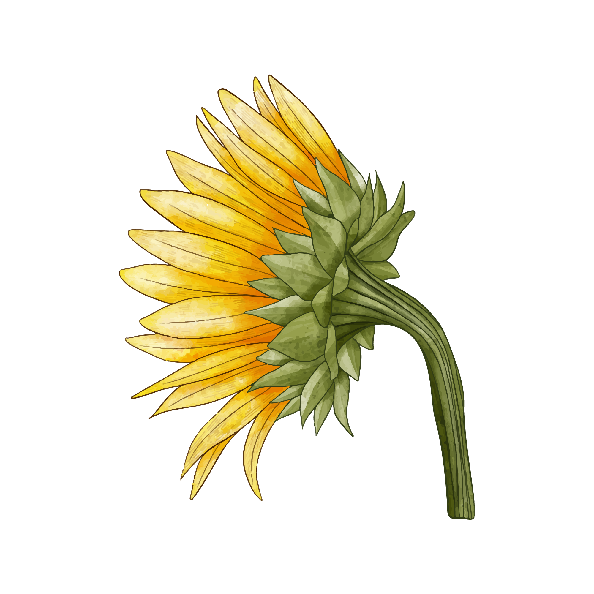 Sunflower 50 — Sunflower watercolour SVG cut file